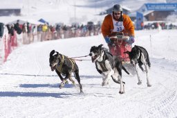 Lenk 2013